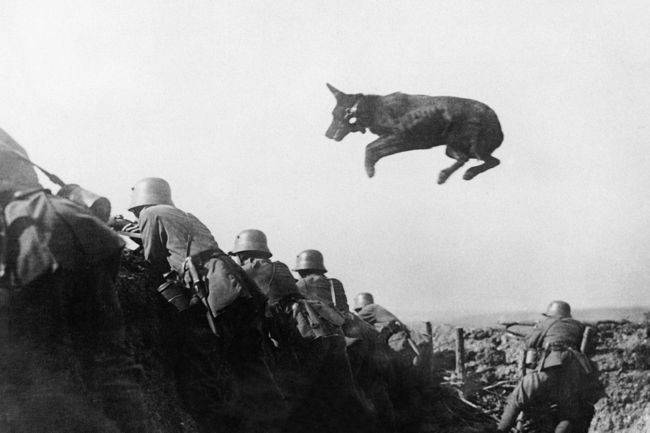 Pes vo vojne