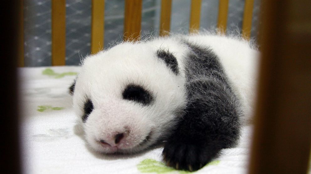 mala panda 2