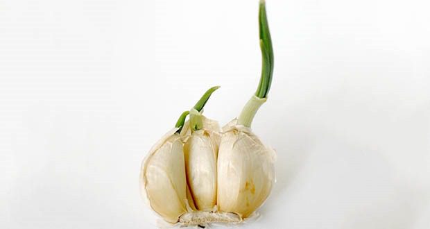 cesnak