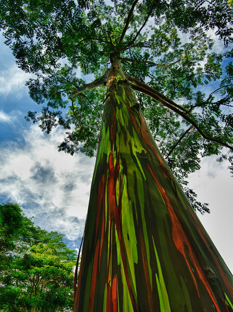eukalyptus