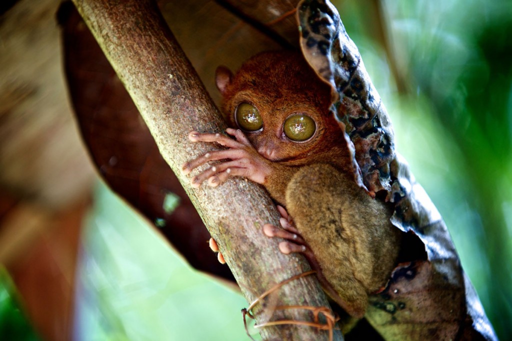 lemur
