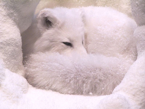 Artic fox fotografia