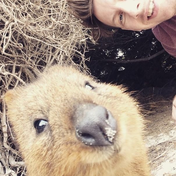 Quokkas 21