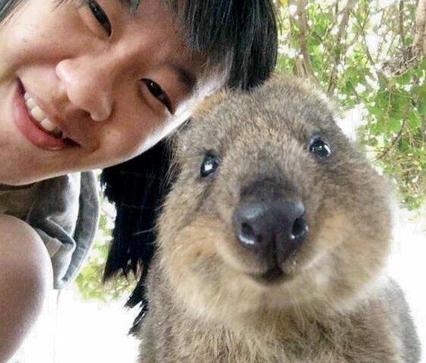 Quokkas 22
