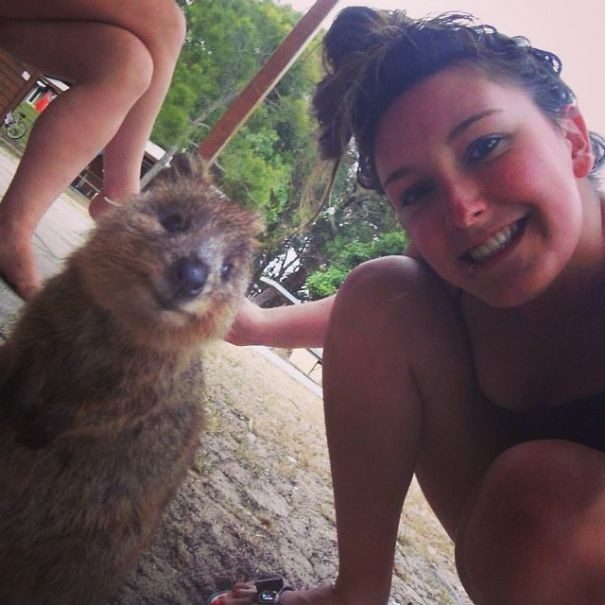 Quokkas 23