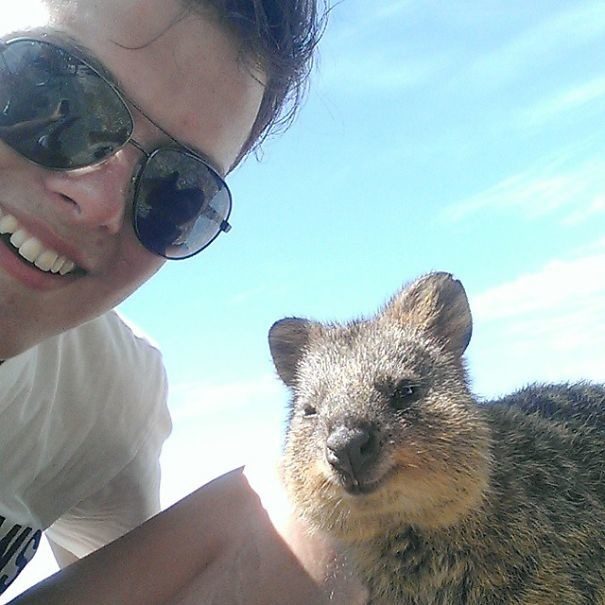 Quokkas 24