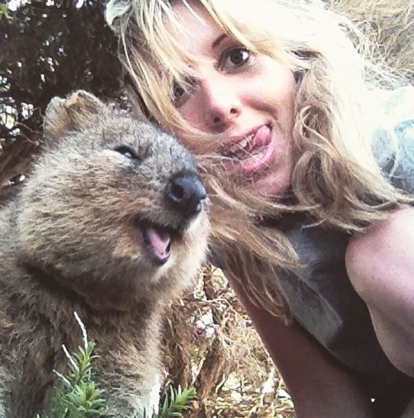 Quokkas 25
