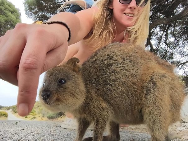 Quokkas 26