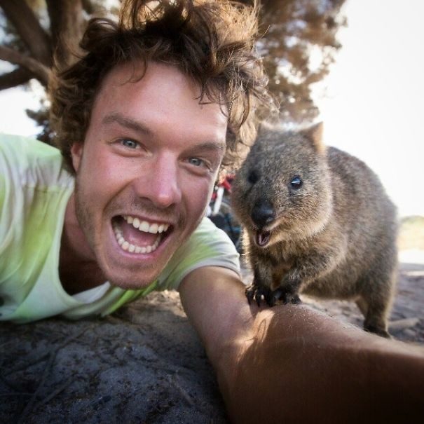 Quokkas 27