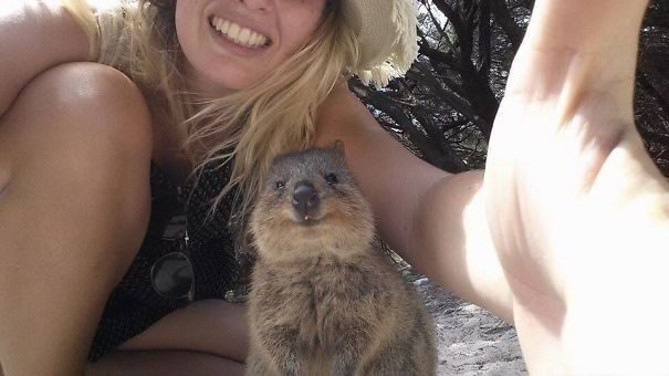 Quokkas 28