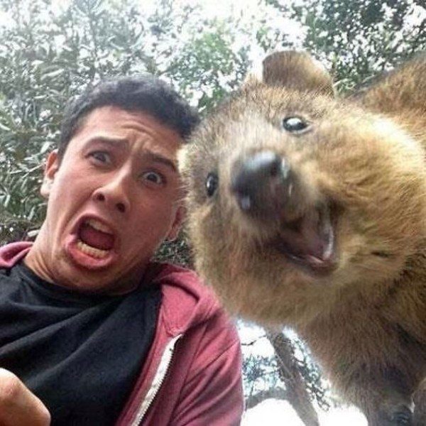 Quokkas 2