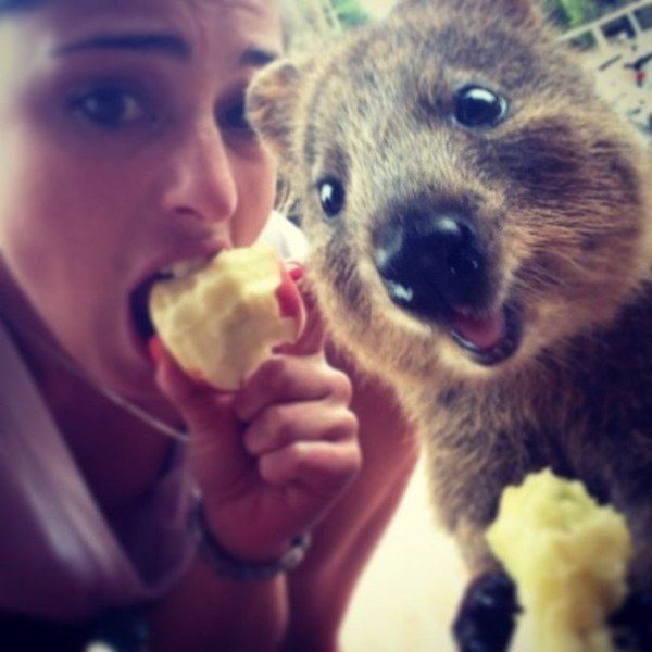 Quokkas 15