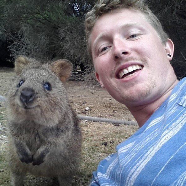 Quokkas 10