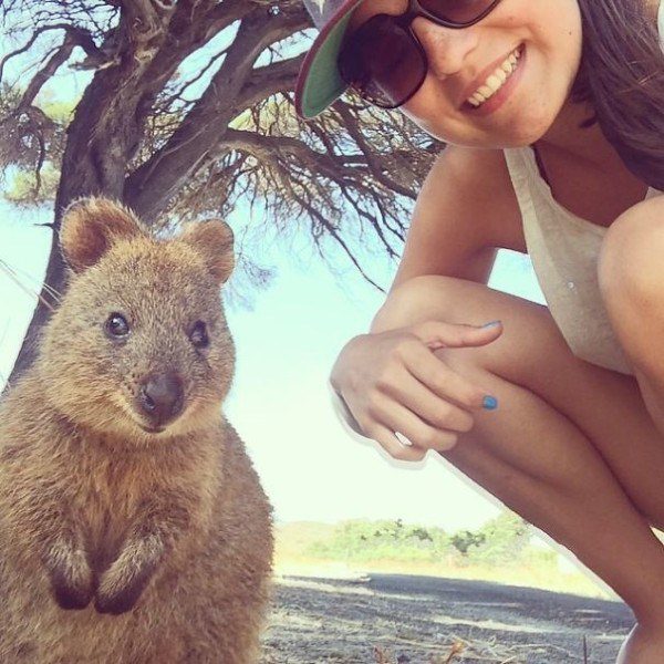 Quokkas 16