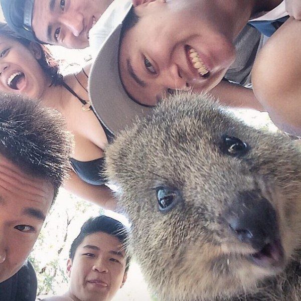 Quokkas 11