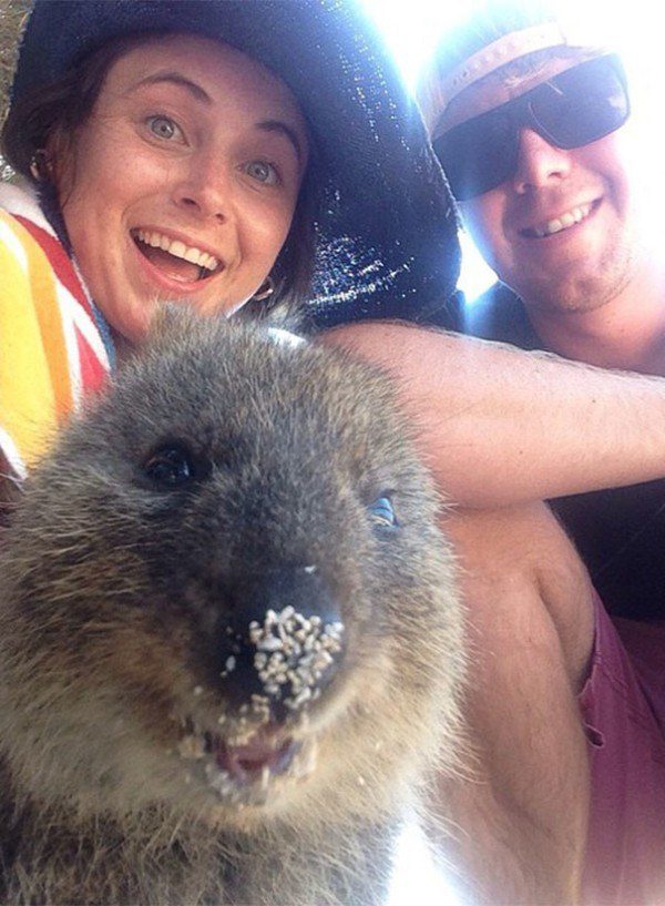Quokkas 4