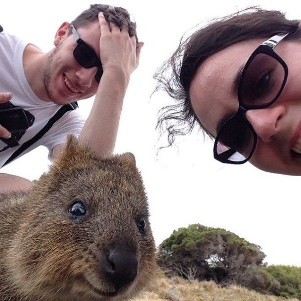 Quokkas 17