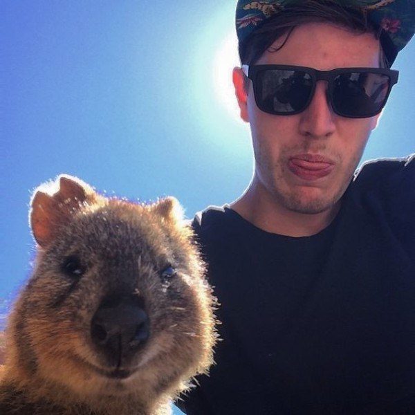 Quokkas 12