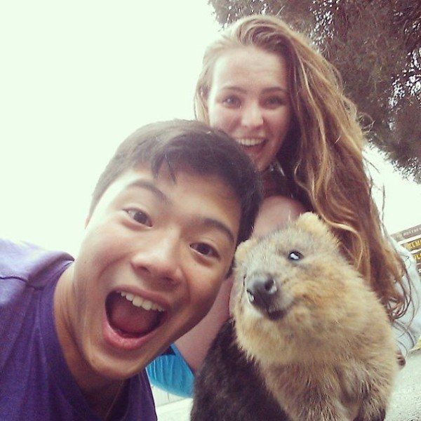 Quokkas 5