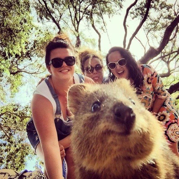 Quokkas 18