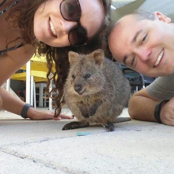 Quokkas 6