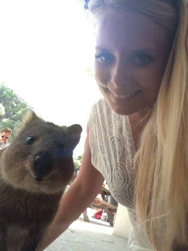 Quokkas 7