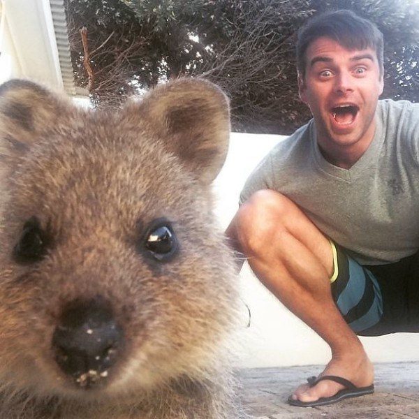 Quokkas 19