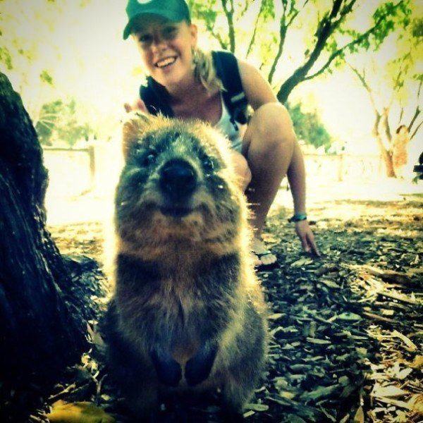 Quokkas 8