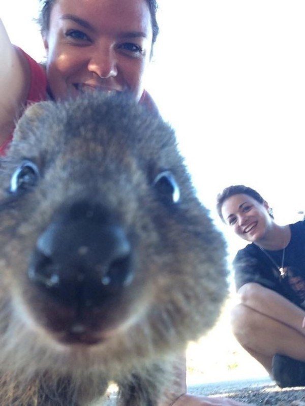 Quokkas 20