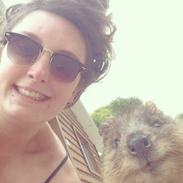 Quokkas 14