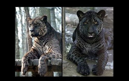 Kríženec jaguára a Levice