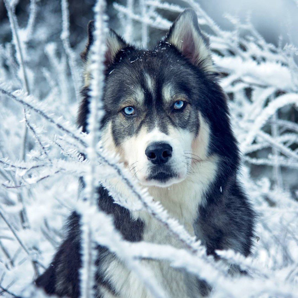 husky 6