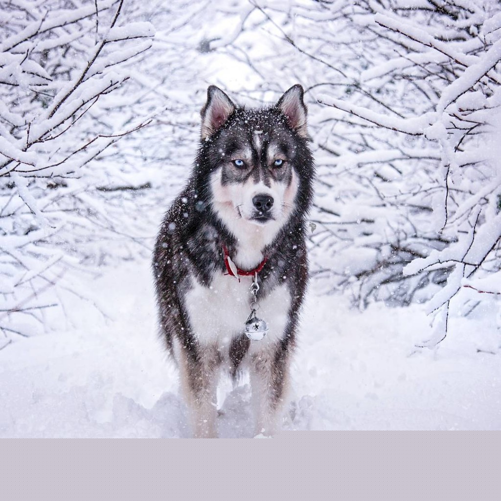 husky 9