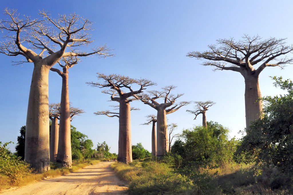 Madagaskar 7