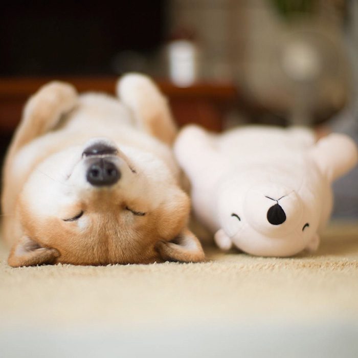 shiba inu 1