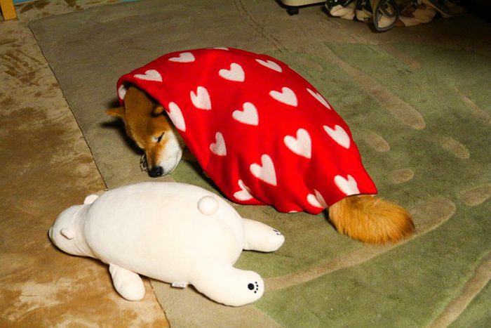 shiba inu 8