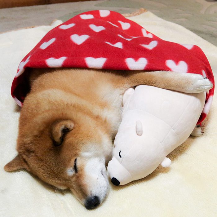 shiba inu 9