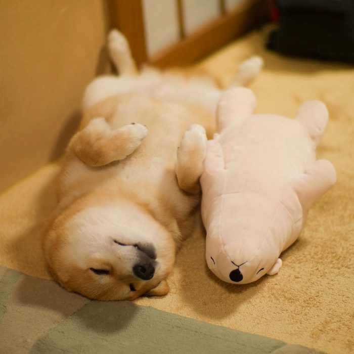 shiba inu 2