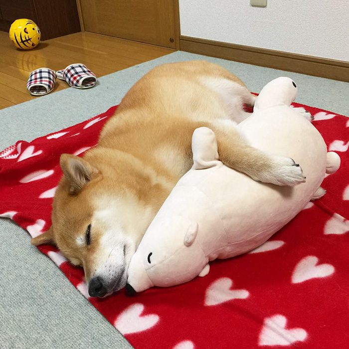 shiba inu 10