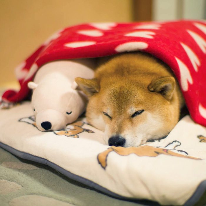shiba inu 11