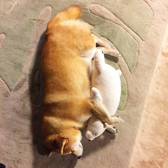 shiba inu 3