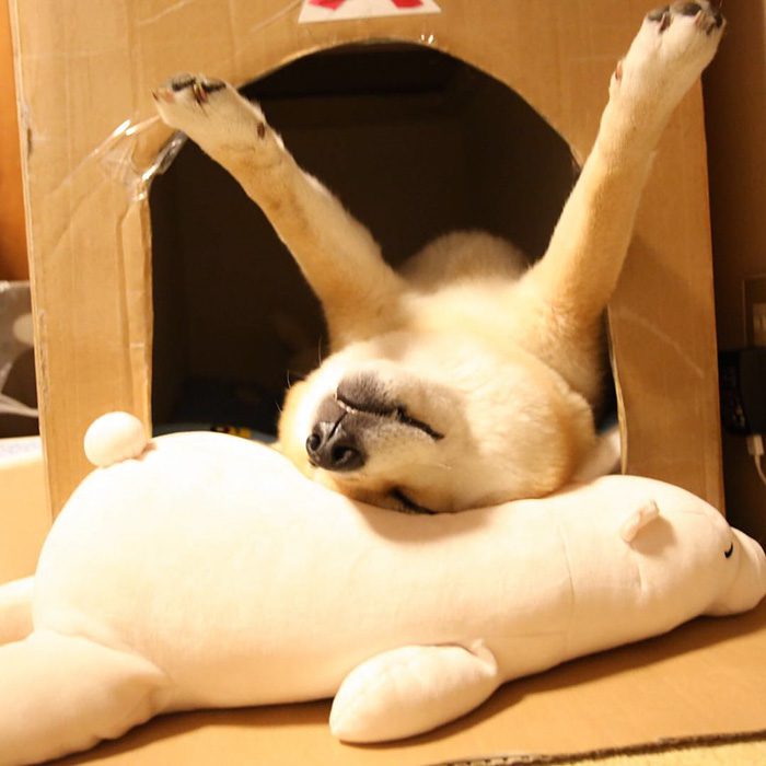 shiba inu 4