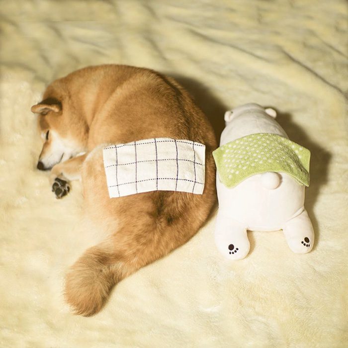 shiba inu 5
