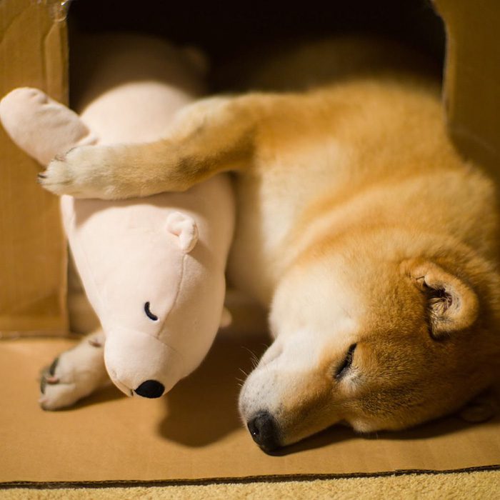 shiba inu 6