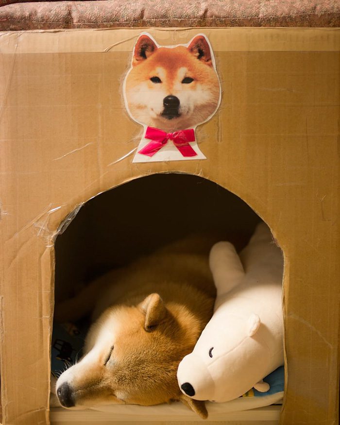 shiba inu 7