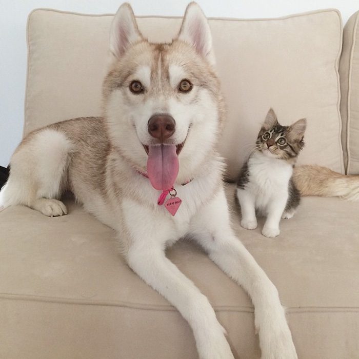 maciatko a husky 8