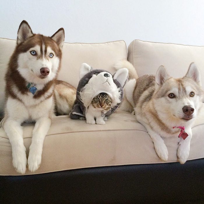 maciatko a husky 1
