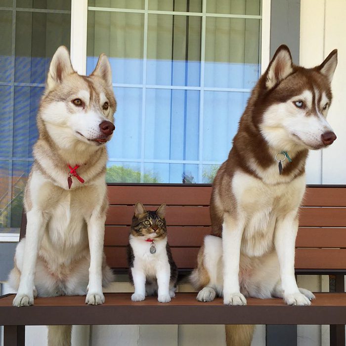 maciatko a husky 9