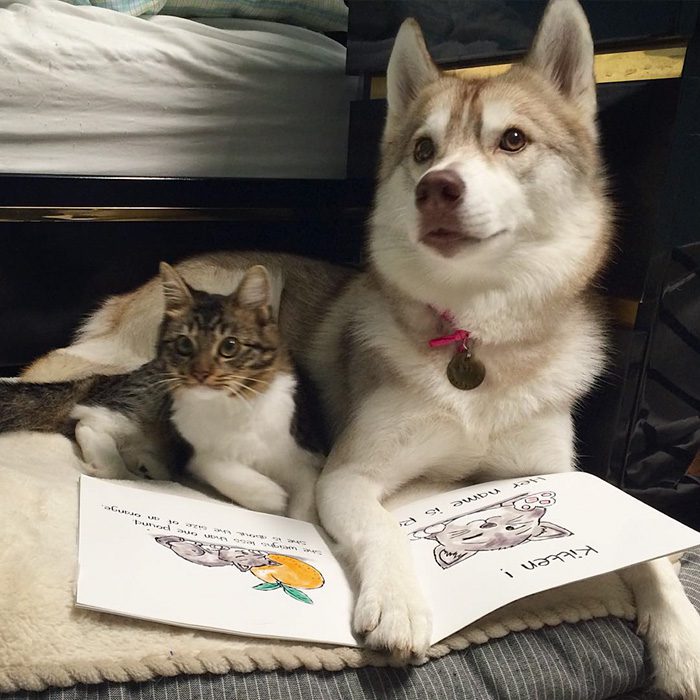 maciatko a husky 10