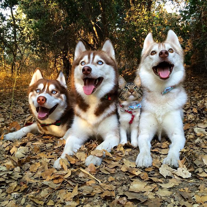 maciatko a husky 11